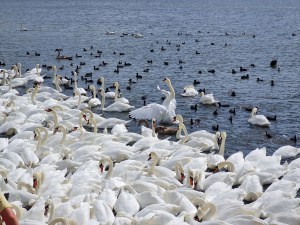 Abbotsbury Swans