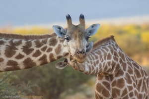 Giraffe and Her Calf