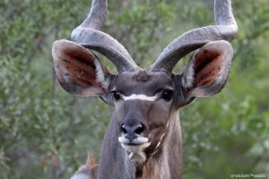 Greater Kudu Closeup