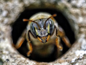 Melipona Bee - Guarding the Hive.