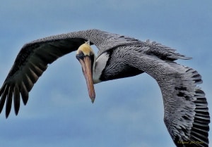 Pelican in Flight - What Are You Looking At?