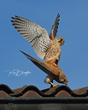 Love is in the Air - Common Kestrels