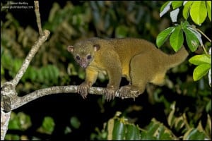 Kinkajou