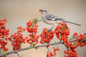 Northern Mockingbird