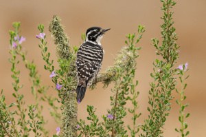 Nuttall’s Woodpecker