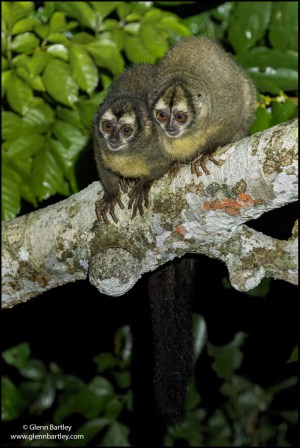 Panamanian Night Monkey
