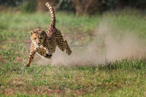Full Flight Cheetah