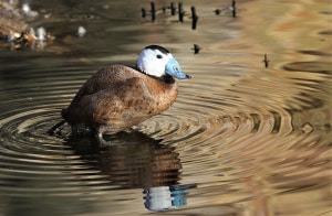 Secluded Place with White-headed Duck