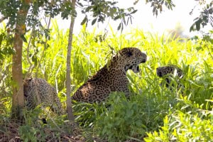 Fighting Jaguars as She Waits