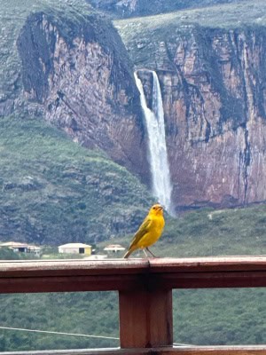 Saffron Sparrow & Tabuleiro Falls