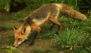 Wet Fox