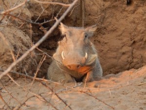 Warthog on Guard