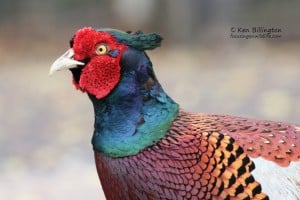 Male Pheasant in Summer Plumage