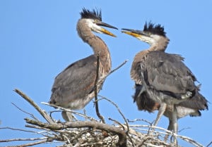 Young Great Blue Herons