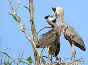 Great Blue Herons