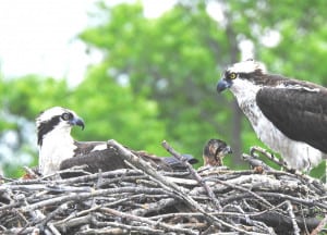 Ospreys