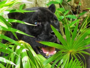 Hiding in the Bushes (Yucatan Jaguar).