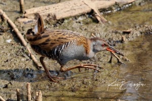 Tasty Snacks - Water Rail