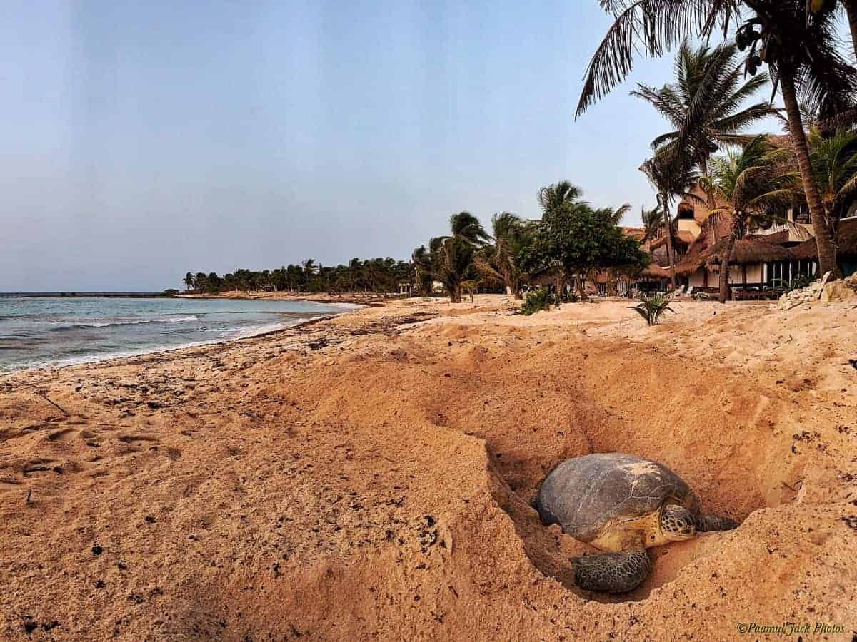 Giant Sea Turtle Mama Preparing to Nest