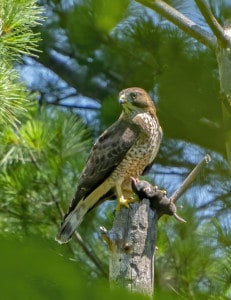Broad-winged Hawk with a Hairy-tailed Mole