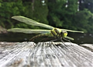 Dragonfly Preflight Wing Check