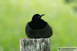 Victoria’s Riflebird (Ptiloris Victoriae)