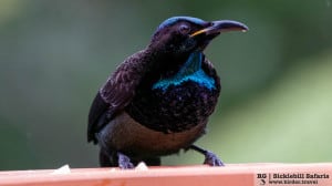 Victoria’s Riflebird (Ptiloris Victoriae)