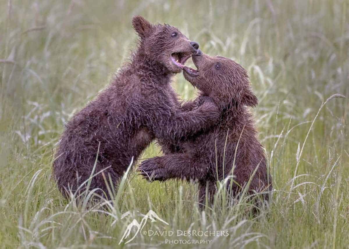 Coastal Brown Bear Cubs Play Fighting