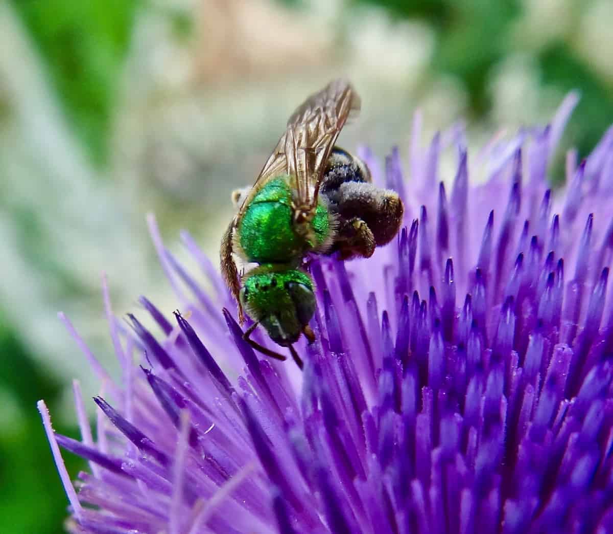 Toronto Bee