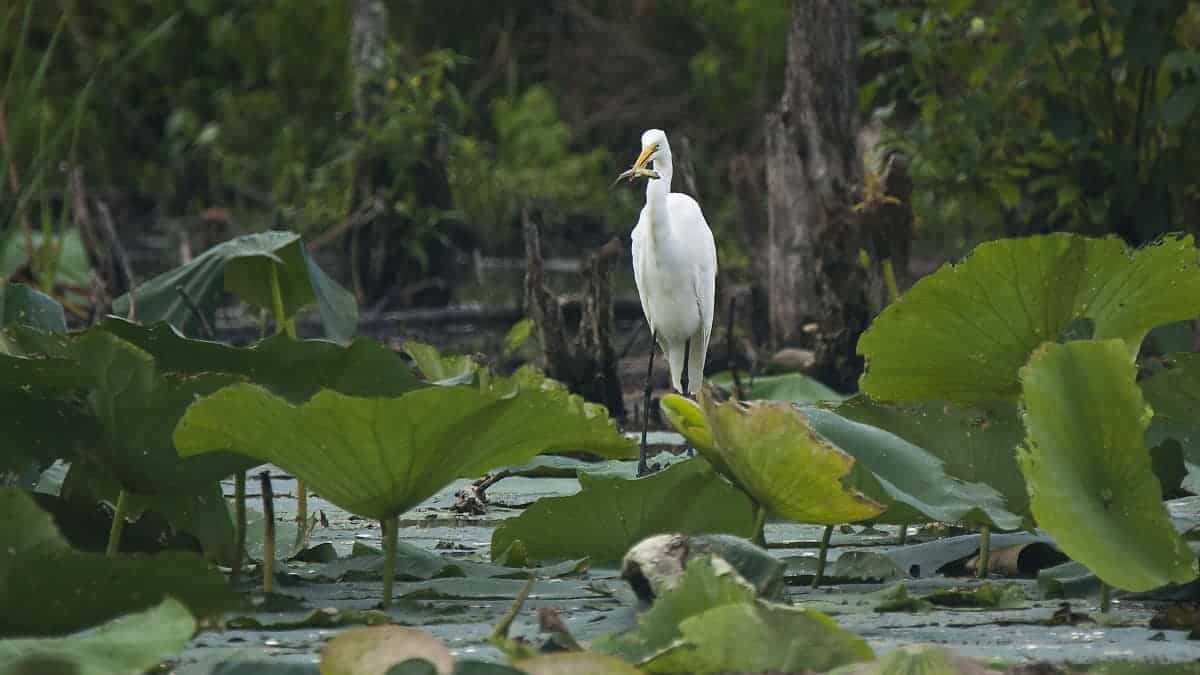 Egret Fishing in Lotus Pondd