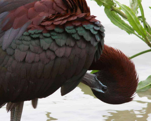 Glossy Ibis