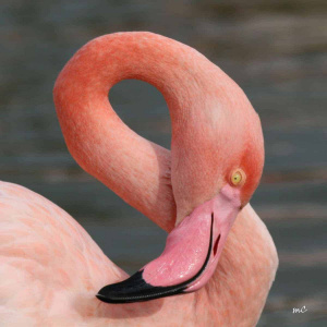 Greater Flamingo