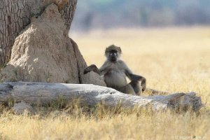 Chacma Baboon 