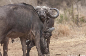 Cape Buffalo Cuddle