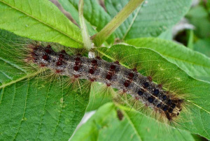 Gypsy Moth Caterpillar