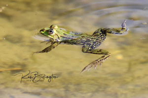 Swimming the Breast Stroke 