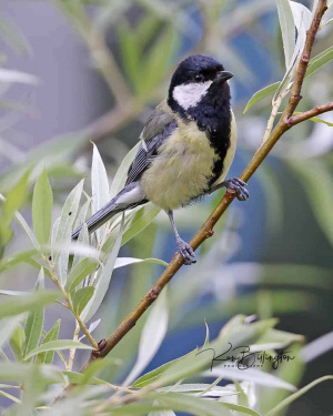 Hunting for Caterpillars - Great Tit