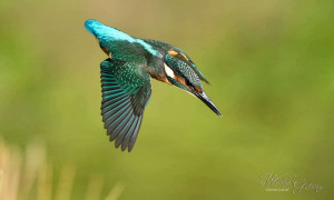 European Kingfisher