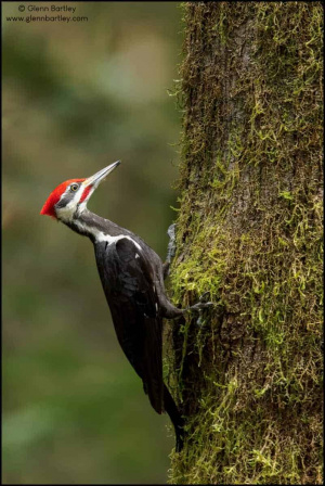 Pileated Woodpecker