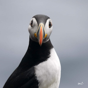 Posin’ Puffin