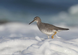 Wandering Tattler ’Roaming in the Foam’