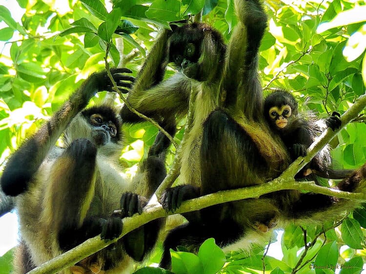 A Look at the Life of a Spider Monkeys Family