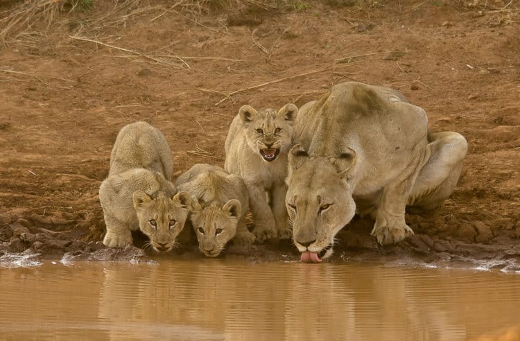 Pride of Lions Early Morning