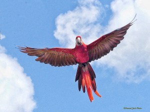 Macaw - in Flight