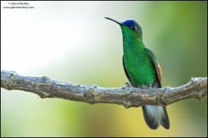 Blue-capped Hummingbird