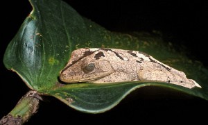 Amazon Tree Frog  (Hyla Geographica)