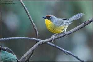 Rufous-capped Brushfinch