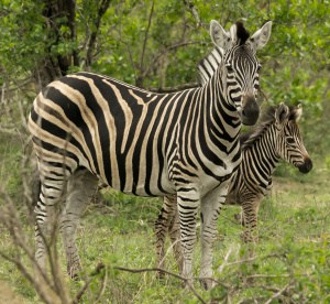 Mother and Baby Zebra
