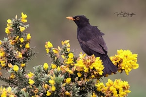 Blackbird on Gorse Bush