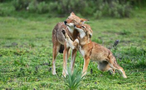 Young Ethiopian Wolf Begging